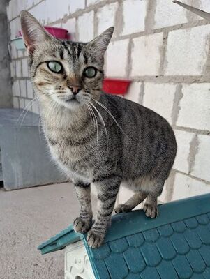 Kiki, Europäisch Kurzhaar - Katze