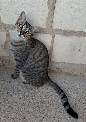 Kiki, Europäisch Kurzhaar - Katze