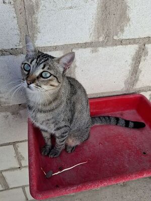 Kiki, Europäisch Kurzhaar - Katze