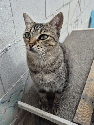Kiki, Europäisch Kurzhaar - Katze