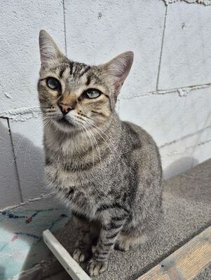 Kiki, Europäisch Kurzhaar - Katze