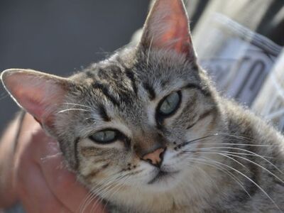 Kiki, Europäisch Kurzhaar - Katze