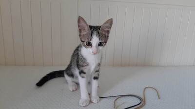 Kiki - Neugieriges Katzenmädchen, ca. 5 Monate, Mischling Jungtier - Katze