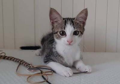 Kiki - Neugieriges Katzenmädchen, ca. 5 Monate, Mischling Jungtier - Katze