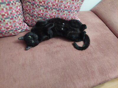 Kiki, schwarze Hauskatze, sehr schön gänzendes Fell, Jungtier - Kater