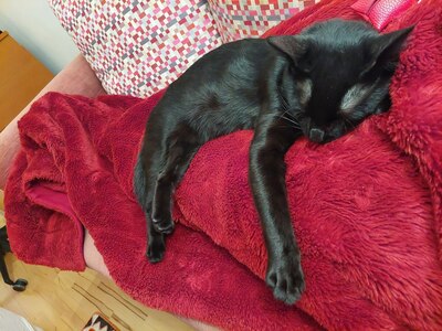 Kiki, schwarze Hauskatze, sehr schön gänzendes Fell, Jungtier - Kater