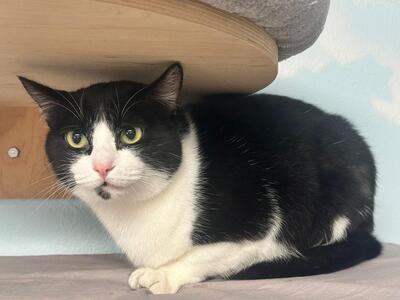 Kiko, Europäisch Kurzhaar - Kater