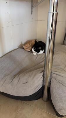 Kiko, Europäisch Kurzhaar - Kater