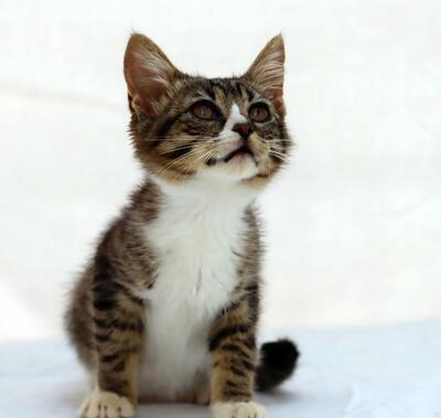 Kim - ein kleines Glückskind, Mix Jungtier - Kater