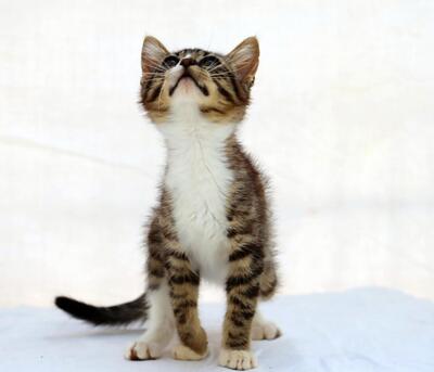 Kim - ein kleines Glückskind, Mix Jungtier - Kater