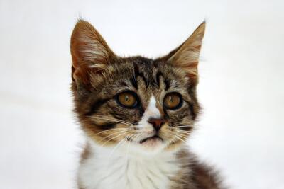 Kim - ein kleines Glückskind, Mix Jungtier - Katze