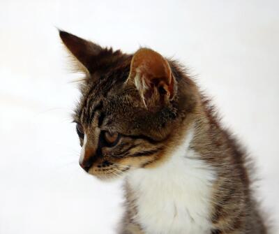 Kim - ein kleines Glückskind, Mix Jungtier - Katze