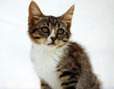 Kim - ein kleines Glückskind, Mix Jungtier - Katze