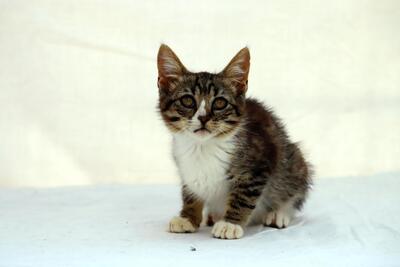 Kim - ein kleines Glückskind, Mix Jungtier - Katze