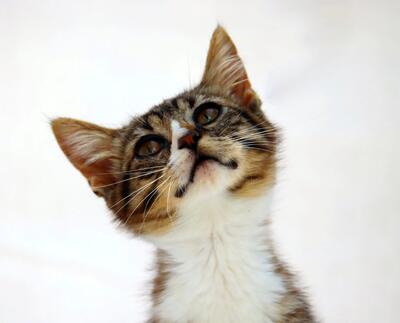 Kim - ein kleines Glückskind, Mix Jungtier - Katze