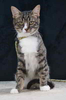 Kim und Kris - zwei Glückskinder, Mix - Kater