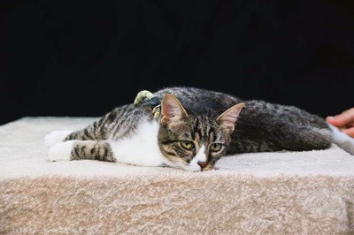 Kim und Kris - zwei Glückskinder, Mix - Kater