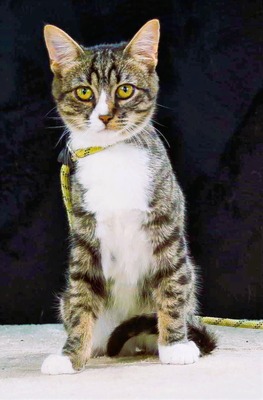 Kim und Kris - zwei Glückskinder, Mix - Kater