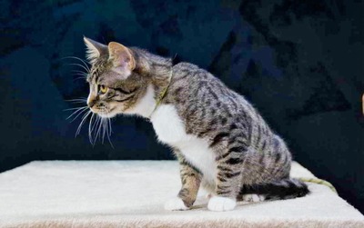 Kim und Kris - zwei Glückskinder, Mix - Kater