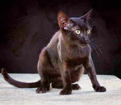 Kim und Kris - zwei Glückskinder, Mix - Kater