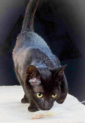 Kim und Kris - zwei Glückskinder, Mix - Kater