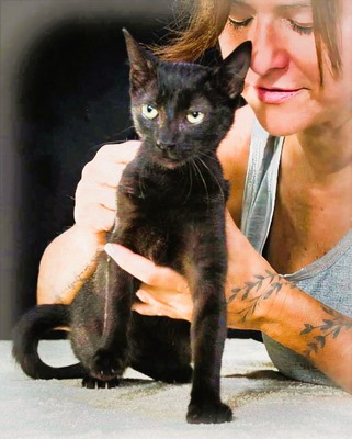 Kim und Kris - zwei Glückskinder, Mix - Kater