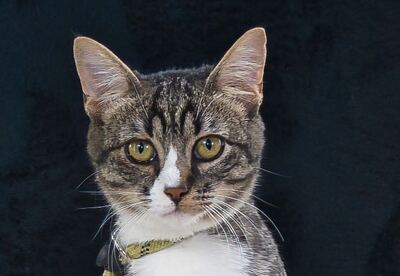 Kim und Kris - zwei Glückskinder, Mix - Katze