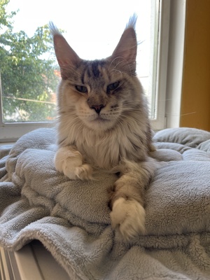 Kimberly, Maine Coon - Katze