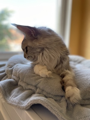 Kimberly, Maine Coon - Katze