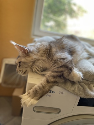 Kimberly, Maine Coon - Katze
