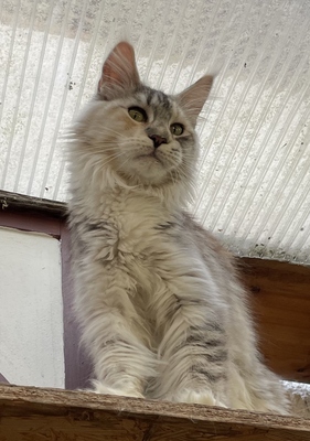 Kimberly, Maine Coon - Katze