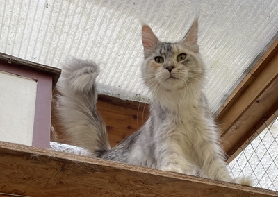 Kimberly, Maine Coon - Katze