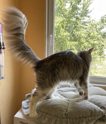 Kimberly, Maine Coon - Katze