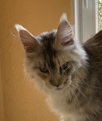 Kimberly, Maine Coon - Katze