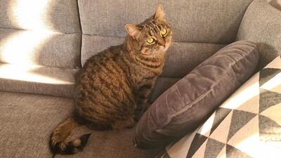 Kira und Jerome, Hauskatze - Katze