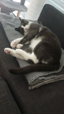 Kira und Jerome, Hauskatze - Katze