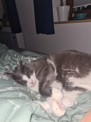 Kira und Jerome, Hauskatze - Katze