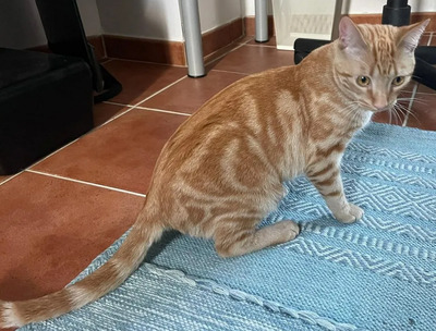 Kitt- unkompliziert und verschmusst - mit Rosalio, EKH Jungtier - Kater