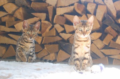 Kitten, Bengal Jungtier - Kater