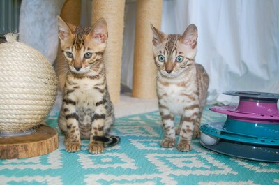 Kitten, Bengal Jungtier - Kater