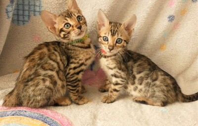 Kitten Bengal Mädchen, Bengal reinrassig Jungtier - Katze 1