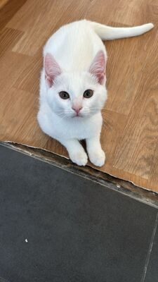 Kitten, Hauskatze Jungtier - Kater