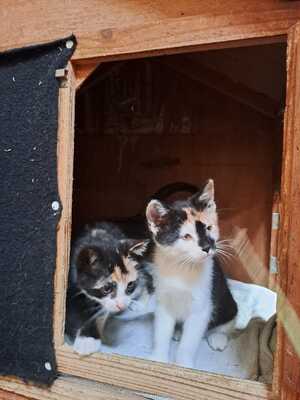 Kitten, Hauskatze Jungtier - Katze