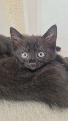 Kitten in liebevolle Hände abzugeben