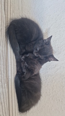 Kitten in liebevolle Hände abzugeben, EKH Jungtier - Katze