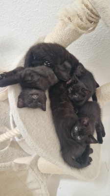Kitten in liebevolle Hände abzugeben, EKH Jungtier - Katze