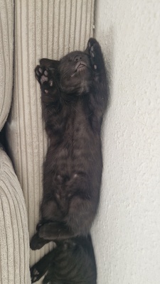 Kitten in liebevolle Hände abzugeben, EKH Jungtier - Katze