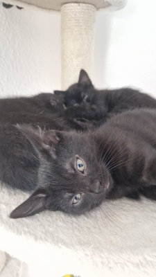 Kitten in liebevolle Hände abzugeben, EKH Jungtier - Katze