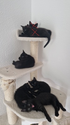 Kitten in liebevolle Hände abzugeben, EKH Jungtier - Katze