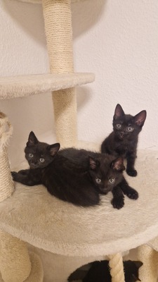 Kitten in liebevolle Hände abzugeben, EKH Jungtier - Katze